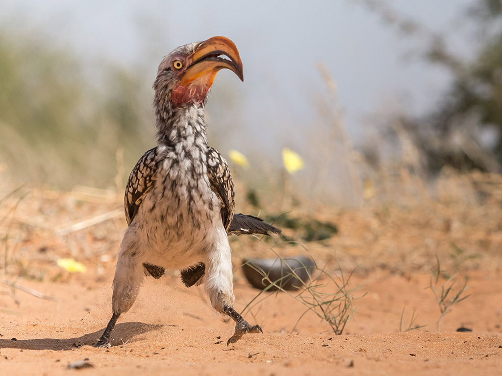 Yellow-billed Hornbill