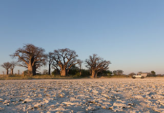 Botswana Baines Baobabs