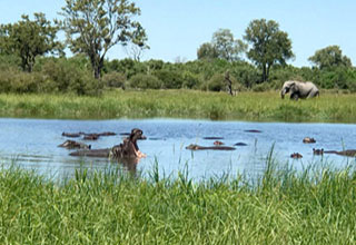 Moremi Game Reserve