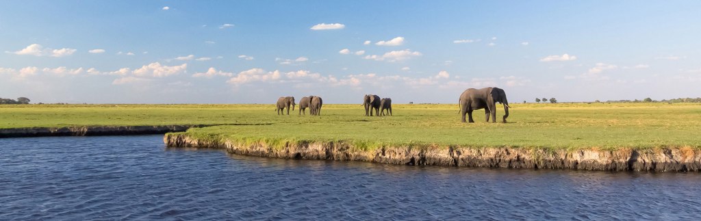 Chobe River Elephants