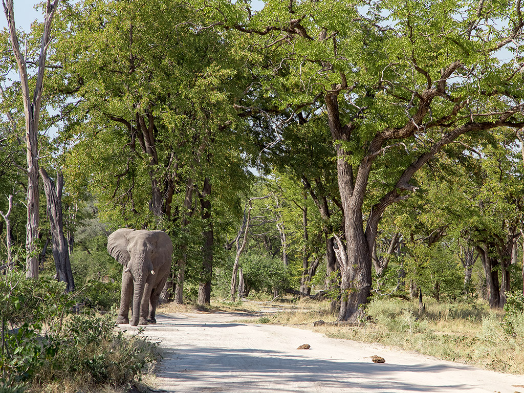 Elephant in Moremi