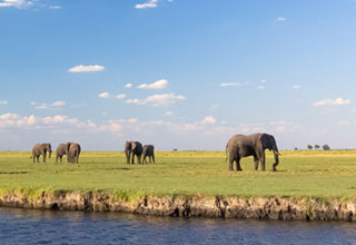 Elephants on the Chobe River