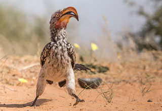 Yellow-billed hornbill