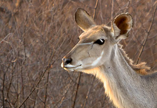 Kudu
