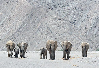 Desert Elephants