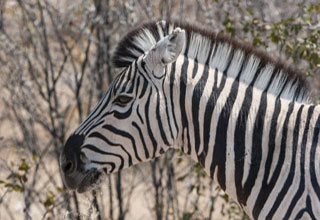 Zebra